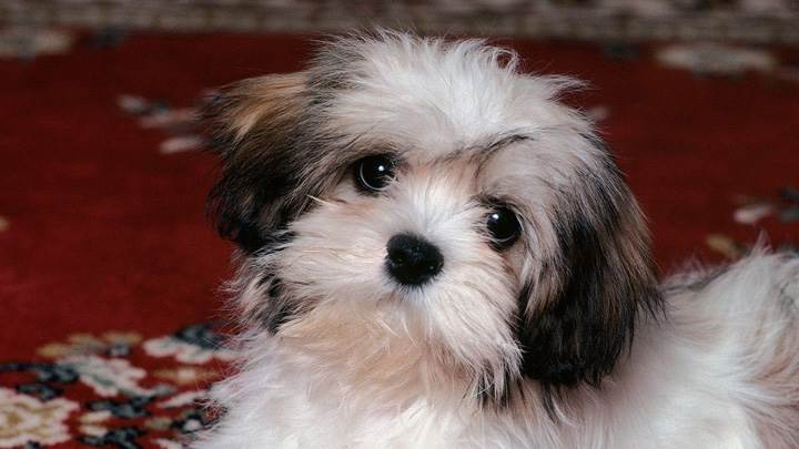 Lhasa Apso Puppy